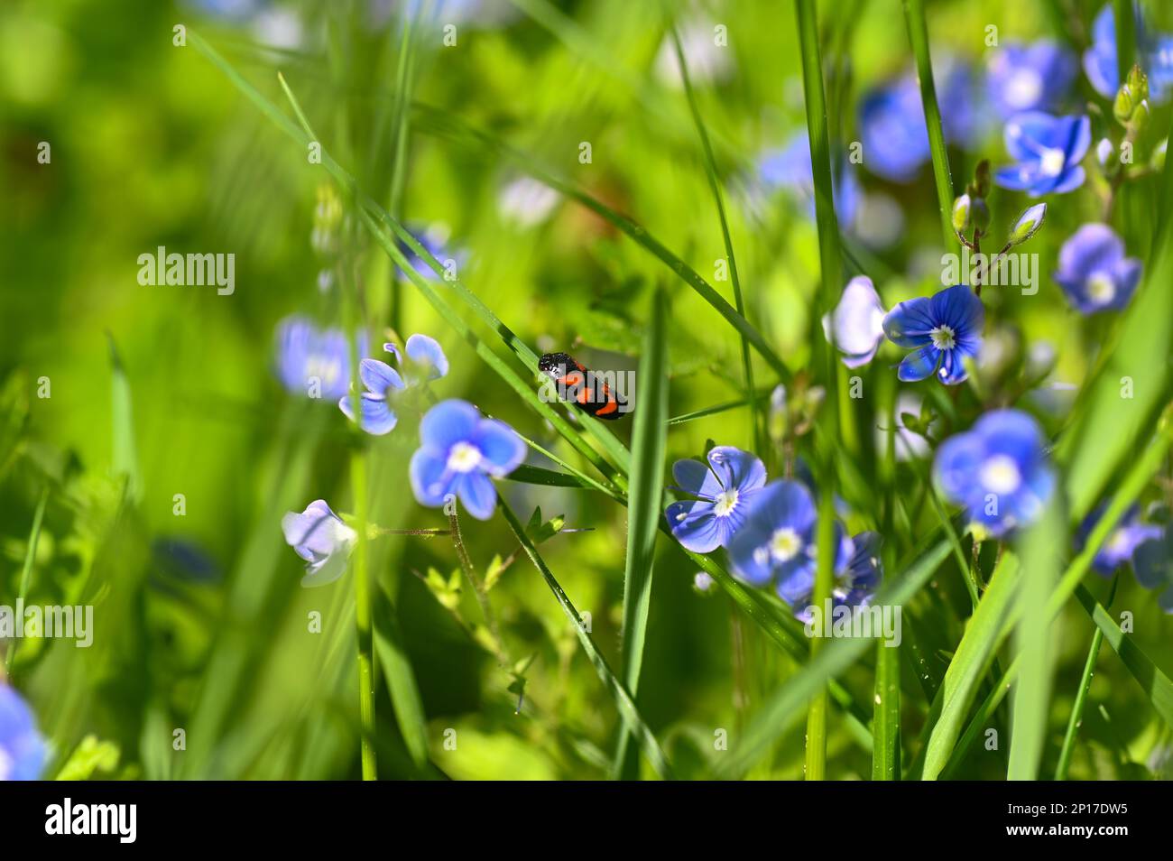 Ein Blatthupfer ( Cercopidae ) sitzt auf einer Pflanze auf einer grünen Wiese zwischen blauen Blumen Stockfoto