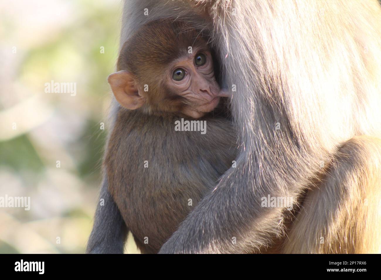 Rhesus Macaque - Affen Der Alten Welt Stockfoto