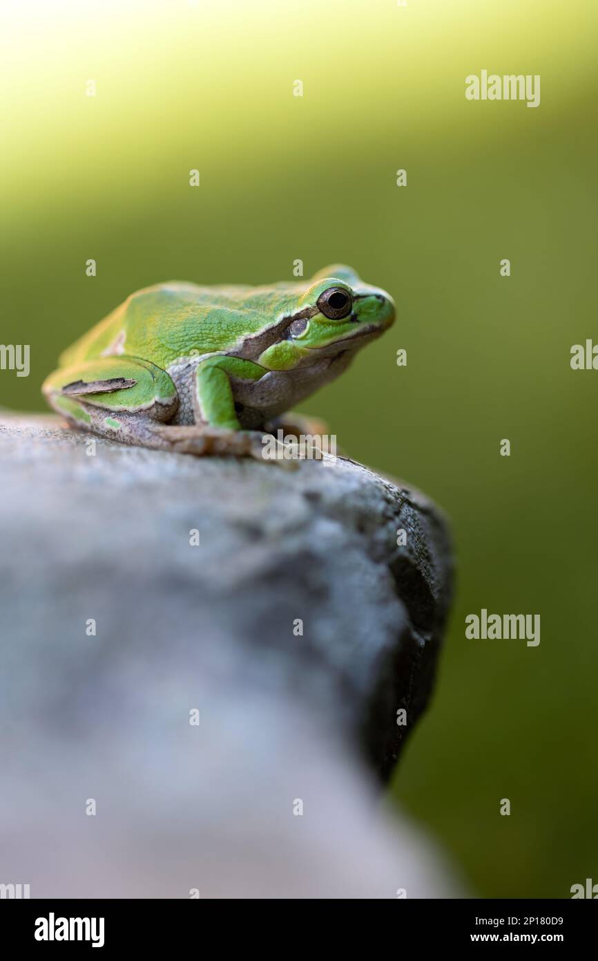 Raganella verde appoggiata sulla pietra Stockfoto