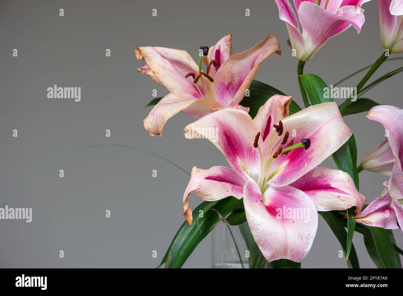 Sterbendes Pink Lilium Blütenblütenstudio, isoliert auf Grau. Stockfoto