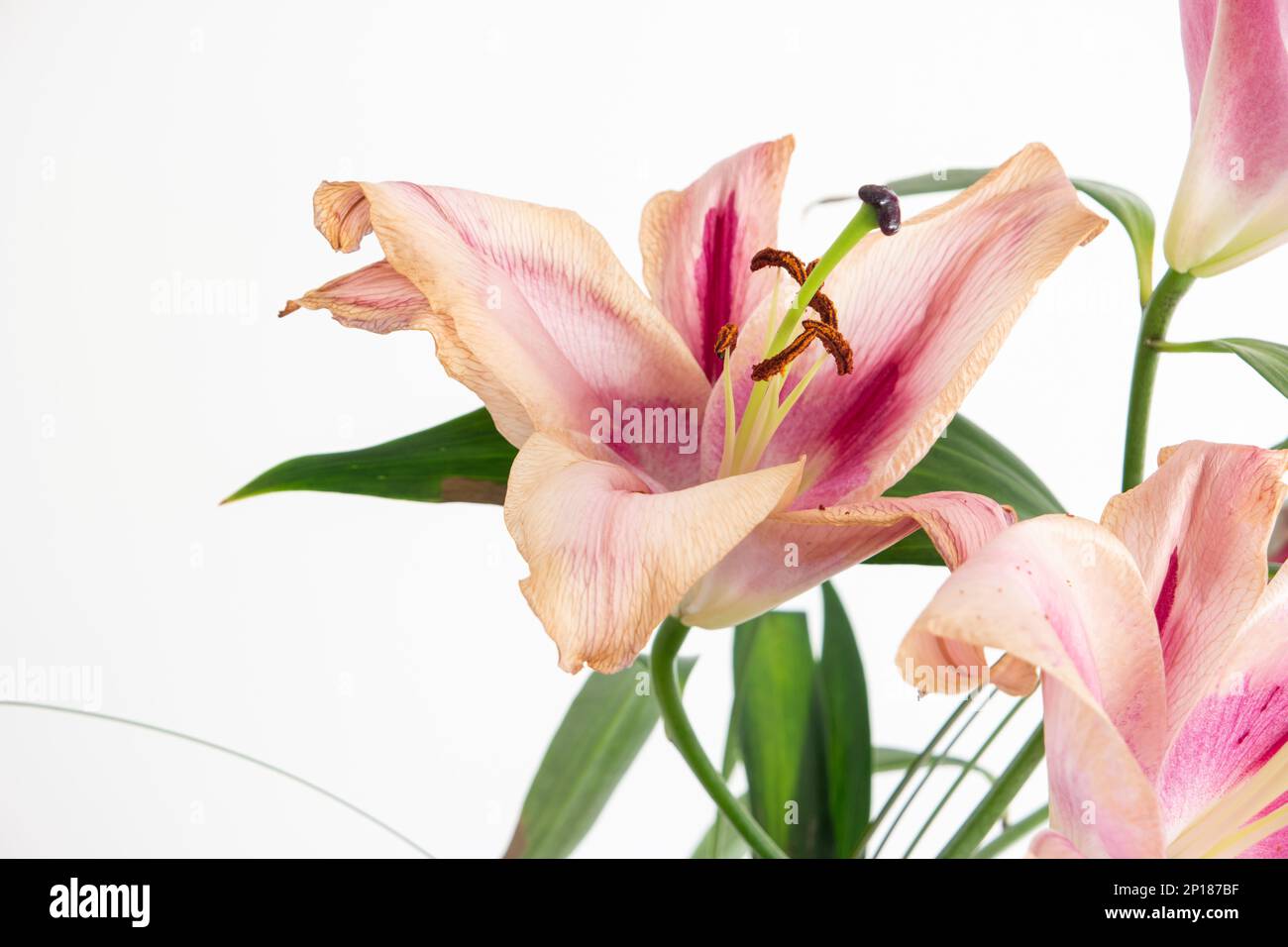 Sterbendes Pink Lilium Blütenblütenstudio, isoliert auf Weiß. Stockfoto