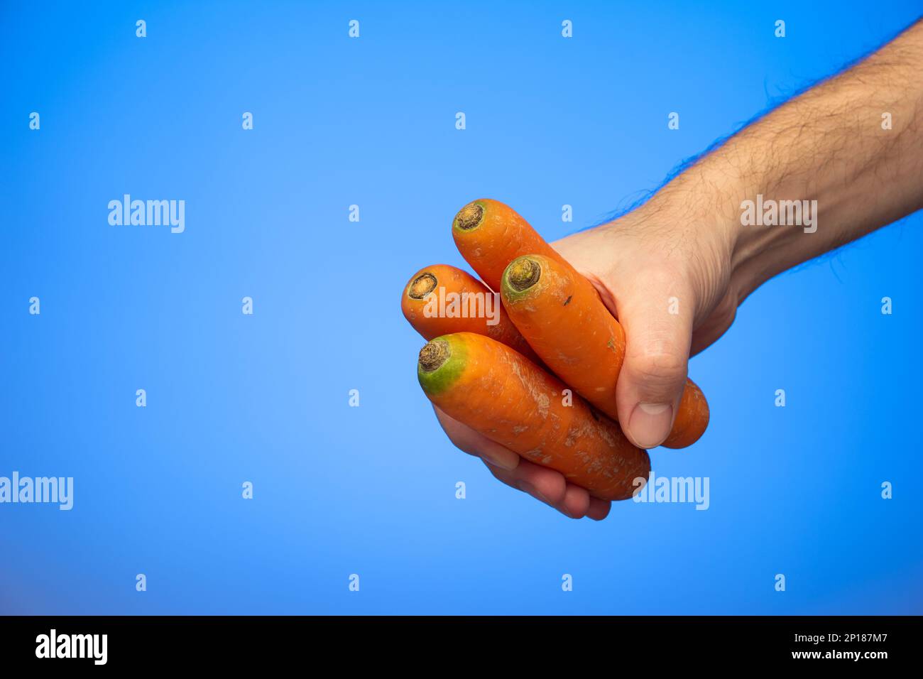 Ein Haufen frischer roher Karotten, die von männlichen Weißen in der Hand gehalten werden, isoliert auf blauem Hintergrund. Stockfoto