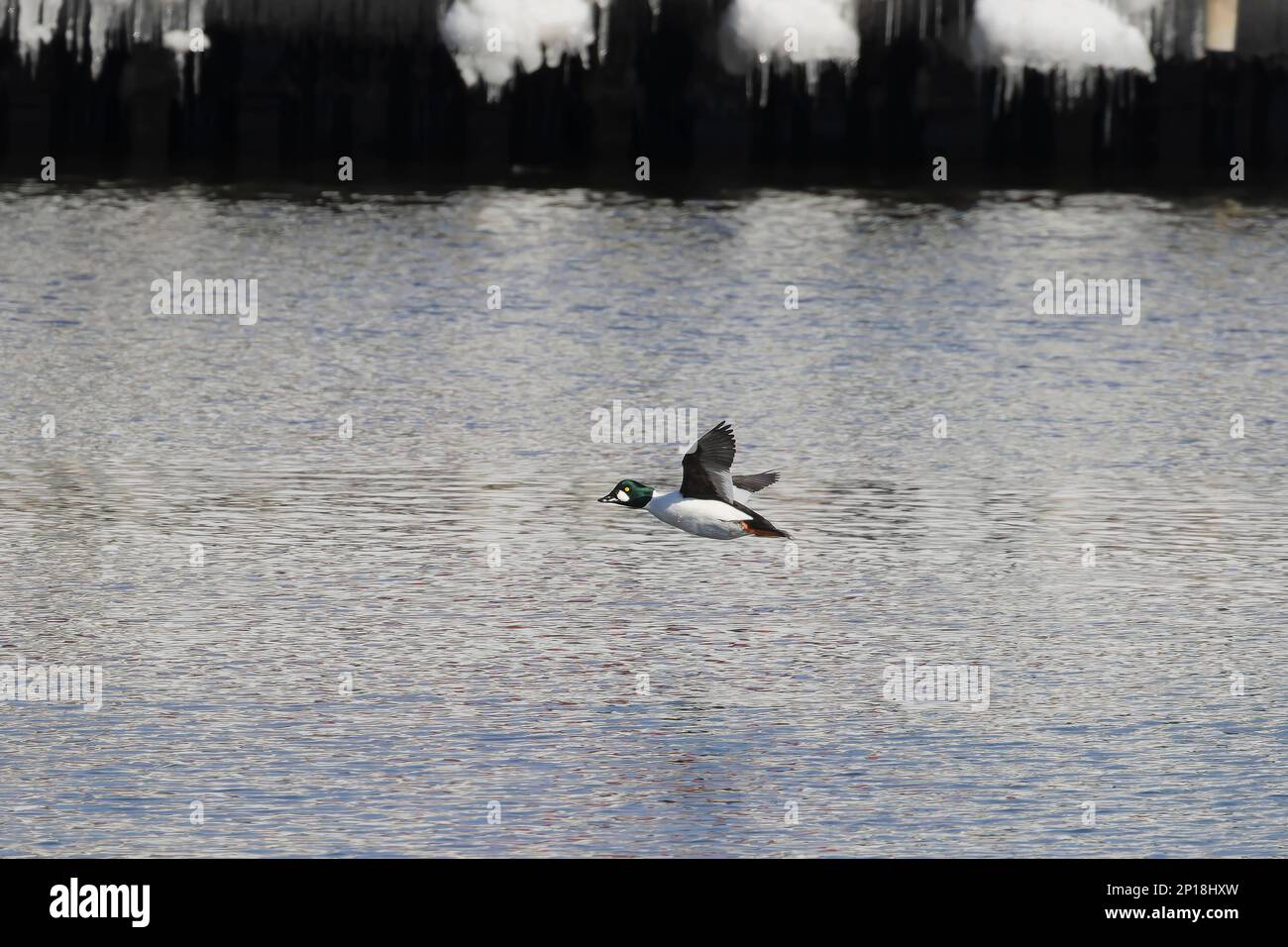 Das Goldauge (Bucephala clangula) im Flug Stockfoto