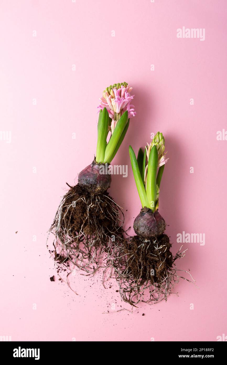 Draufsicht der federnden hyacinthus-Blumenzwiebel auf rosafarbener Oberfläche Stockfoto