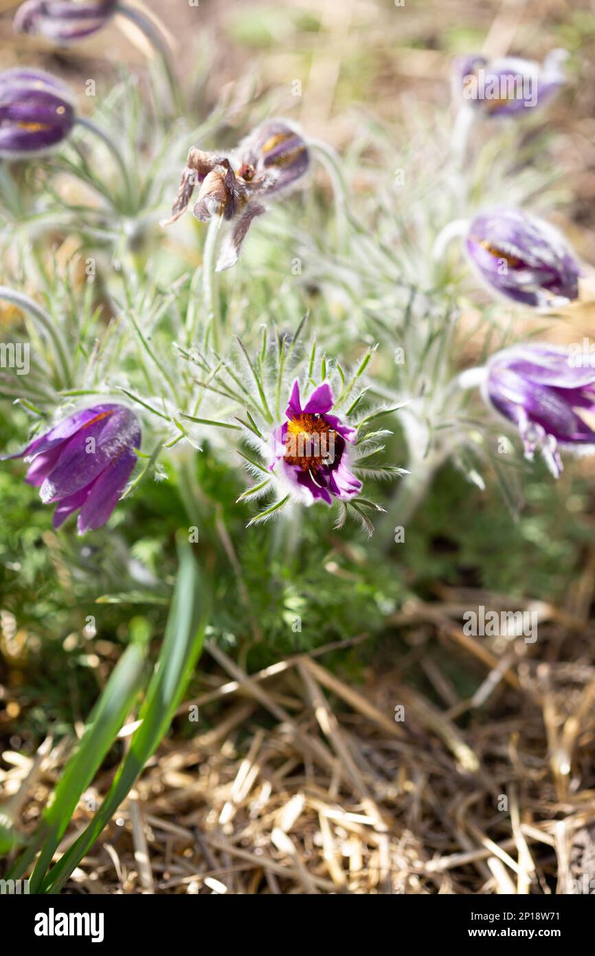 Wilde violette Blumen, die die Natur im Frühling verewigen Stockfoto