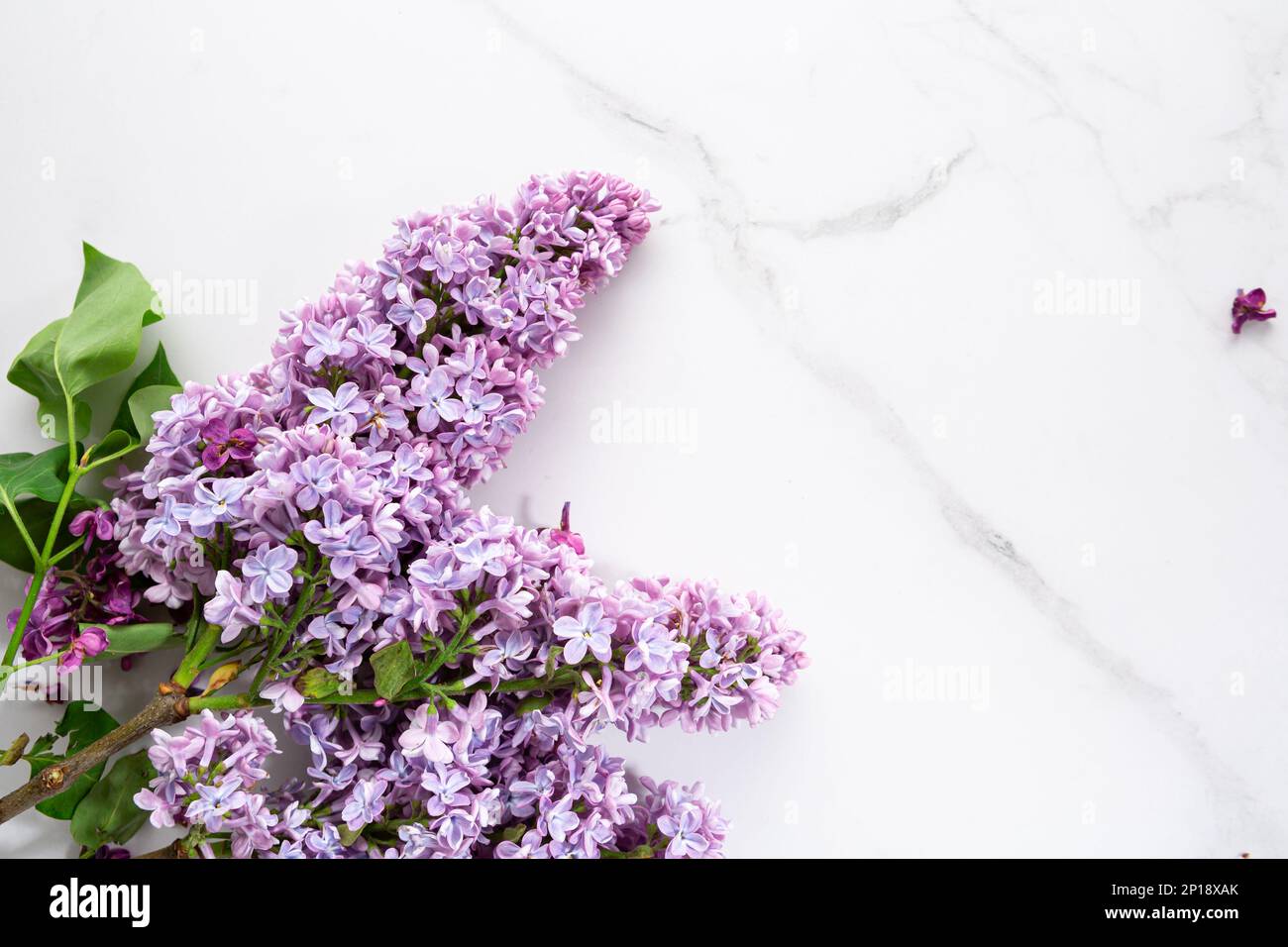Fliederblüten Frühlingshintergrundkonzept Blumen über dem Kopierraum Stockfoto