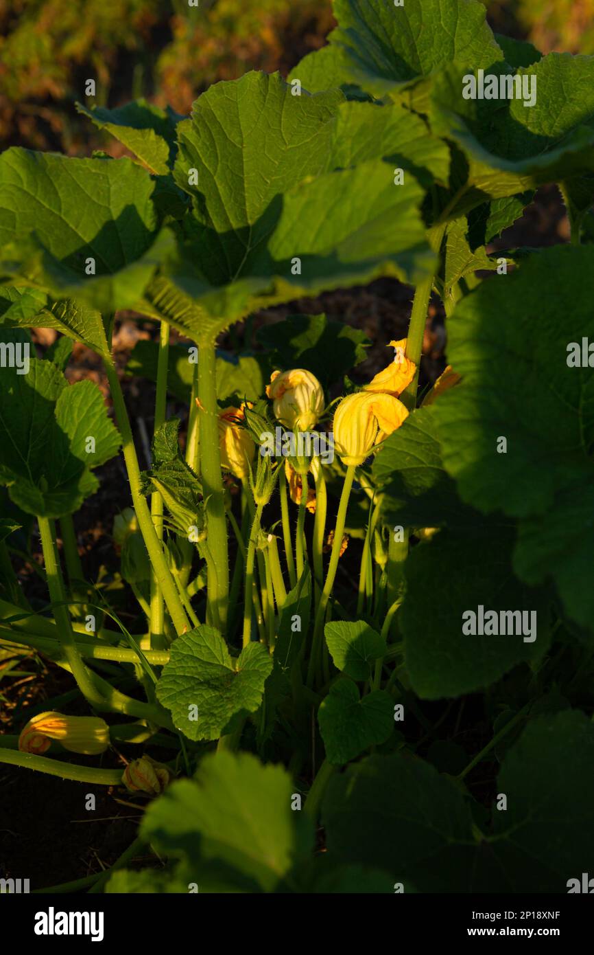 Anbau von organischem grünem Gemüse in Zucchiniblüten im Garten Stockfoto