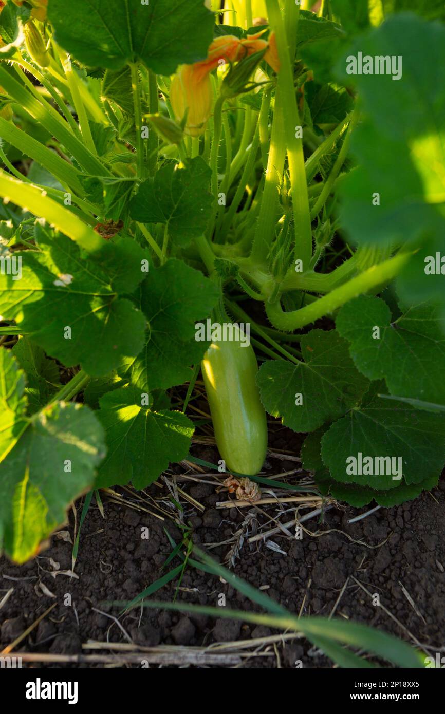 Anbau von organischem grünem Gemüse im Garten Stockfoto