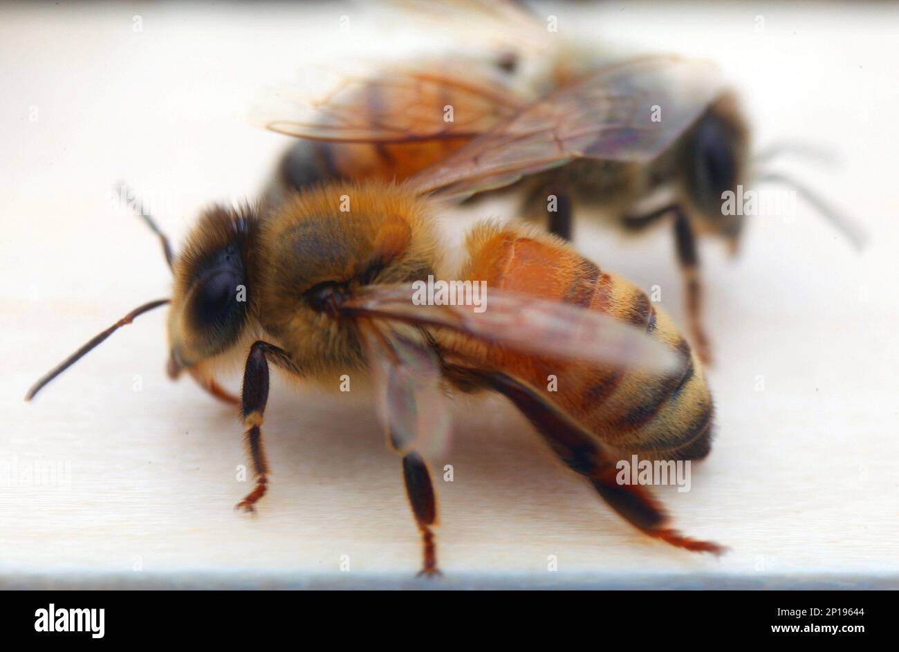 At Apple Blossom Honey Farm a nucleus bee hive of young Minnesota