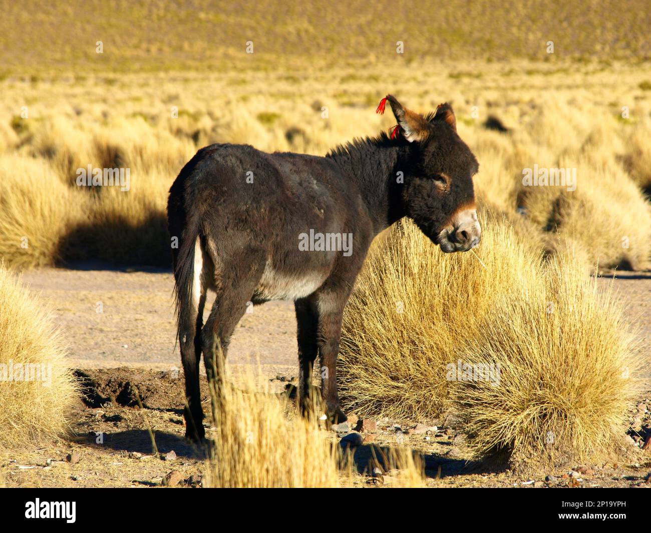 Schwarzer Esel mit roten Quasten an den Ohren bei schönem Tag in altiplano (Bolivien) Stockfoto