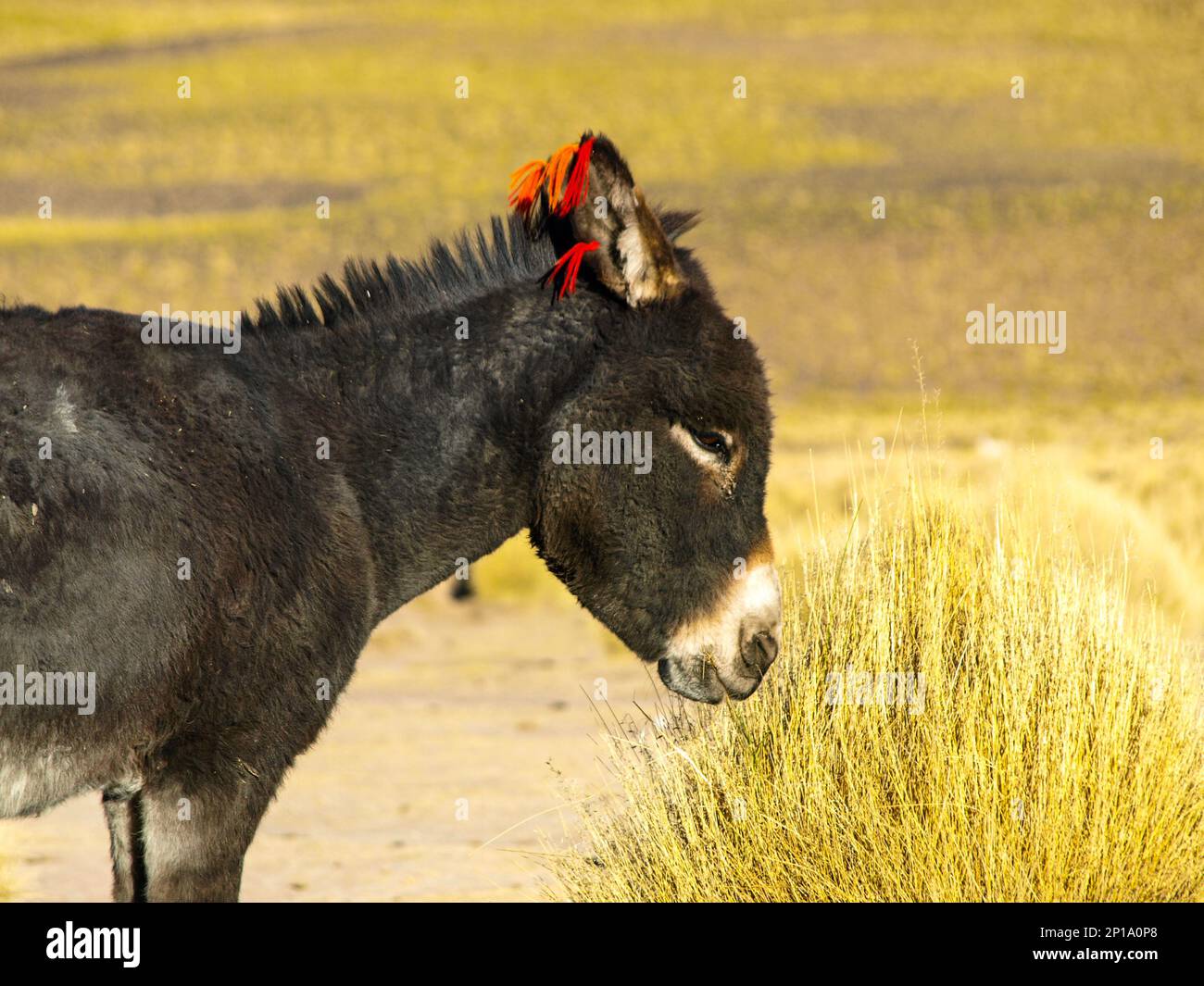 Schwarzer Esel mit roten Quasten an den Ohren bei schönem Tag in altiplano (Bolivien) Stockfoto