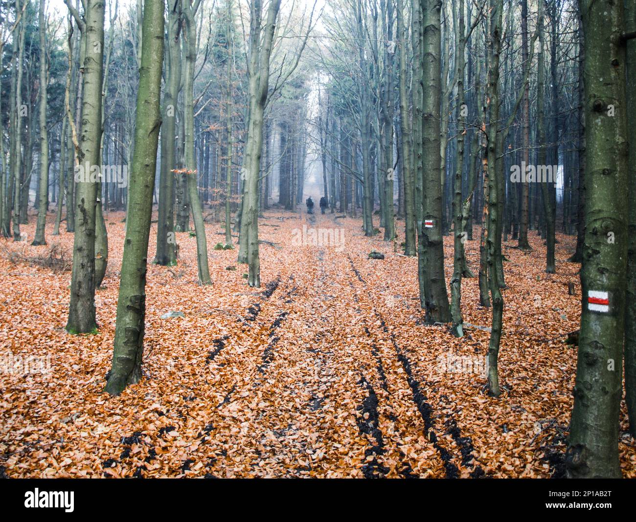 Nasser und nebiger Tag im Herbstwald. Stockfoto