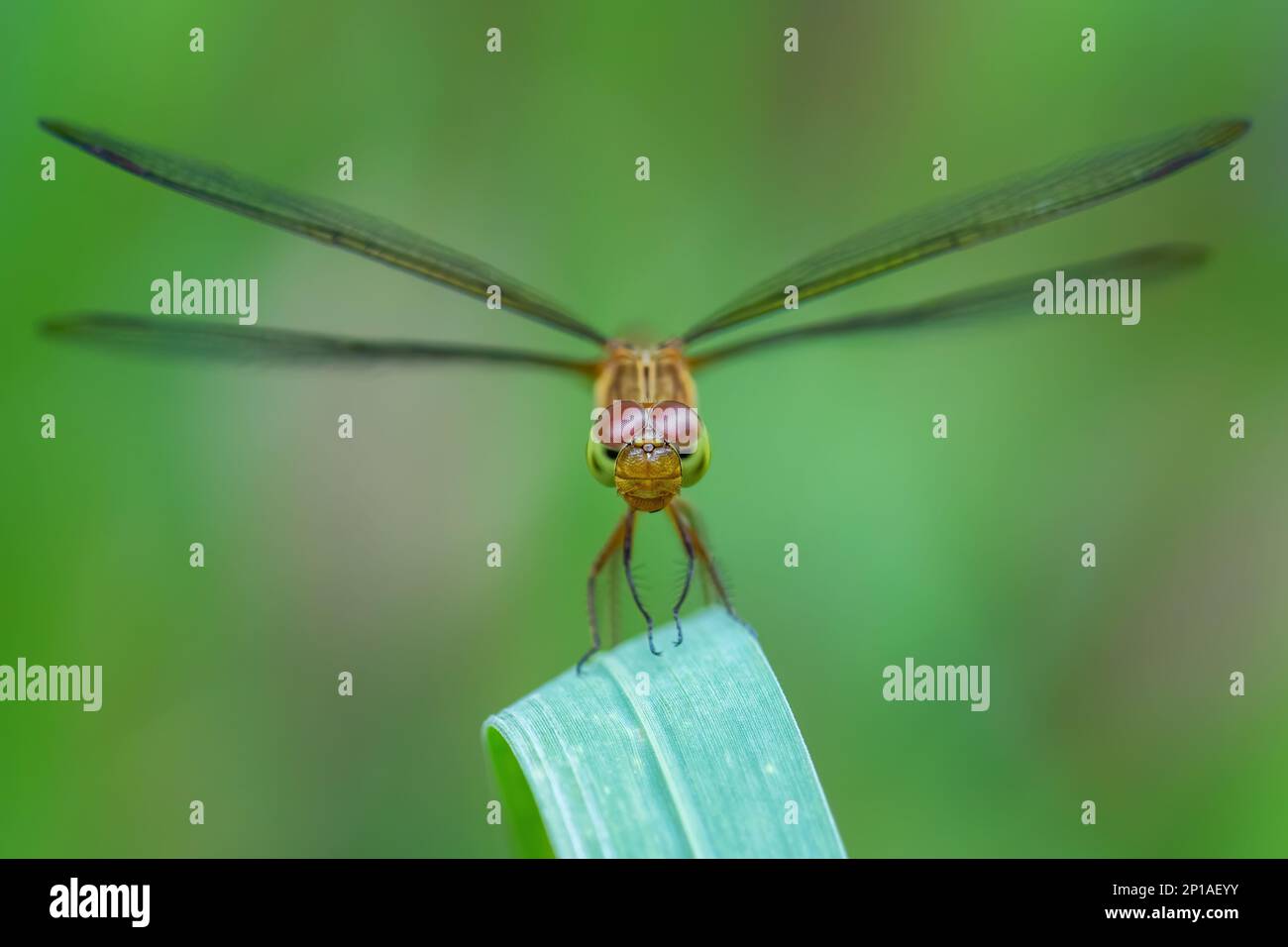 Roter Grasshawk - Neurothemis fluktuiert, wunderschöne rote Libelle aus asiatischen Süßwasser und Sümpfen, Malaysia. Stockfoto