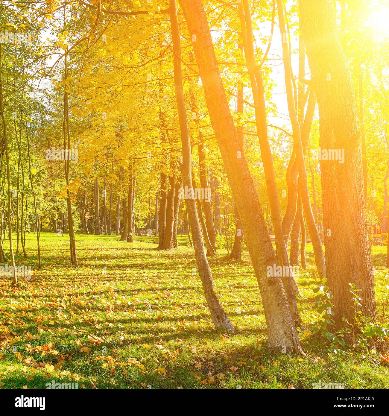 Herbstpark mit hellgelben, gefallenen Blättern, beleuchtete Sonne. Stockfoto