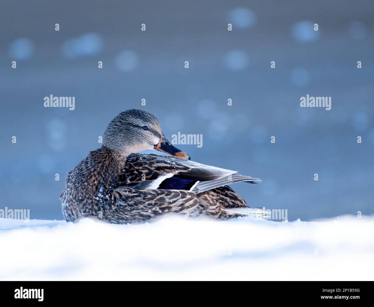 Weibliche Stockente (Anas platyrhynchos), mit gefrorenen Wassertropfen auf Federn, die auf Schnee liegen Stockfoto