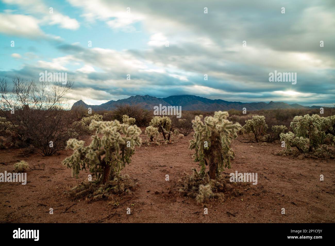 Teddybär Cholla Cacti unter einem bewölkten Morgenhimmel in der Sonora-Wüste bei Amado, Arizona. Mt. Wrightson und die Santa Rita Mountains werden gesehen. Stockfoto