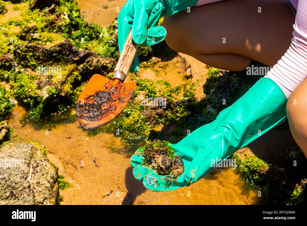 Salvador, Bahia, Brasilien - 27. Oktober 2019: Freiwilliger zeigt, dass Öl vom Strand Rio Vermelho entfernt wurde, nachdem es von einem Schiff vor der brasilianischen Küste verschüttet wurde. Salv Stockfoto