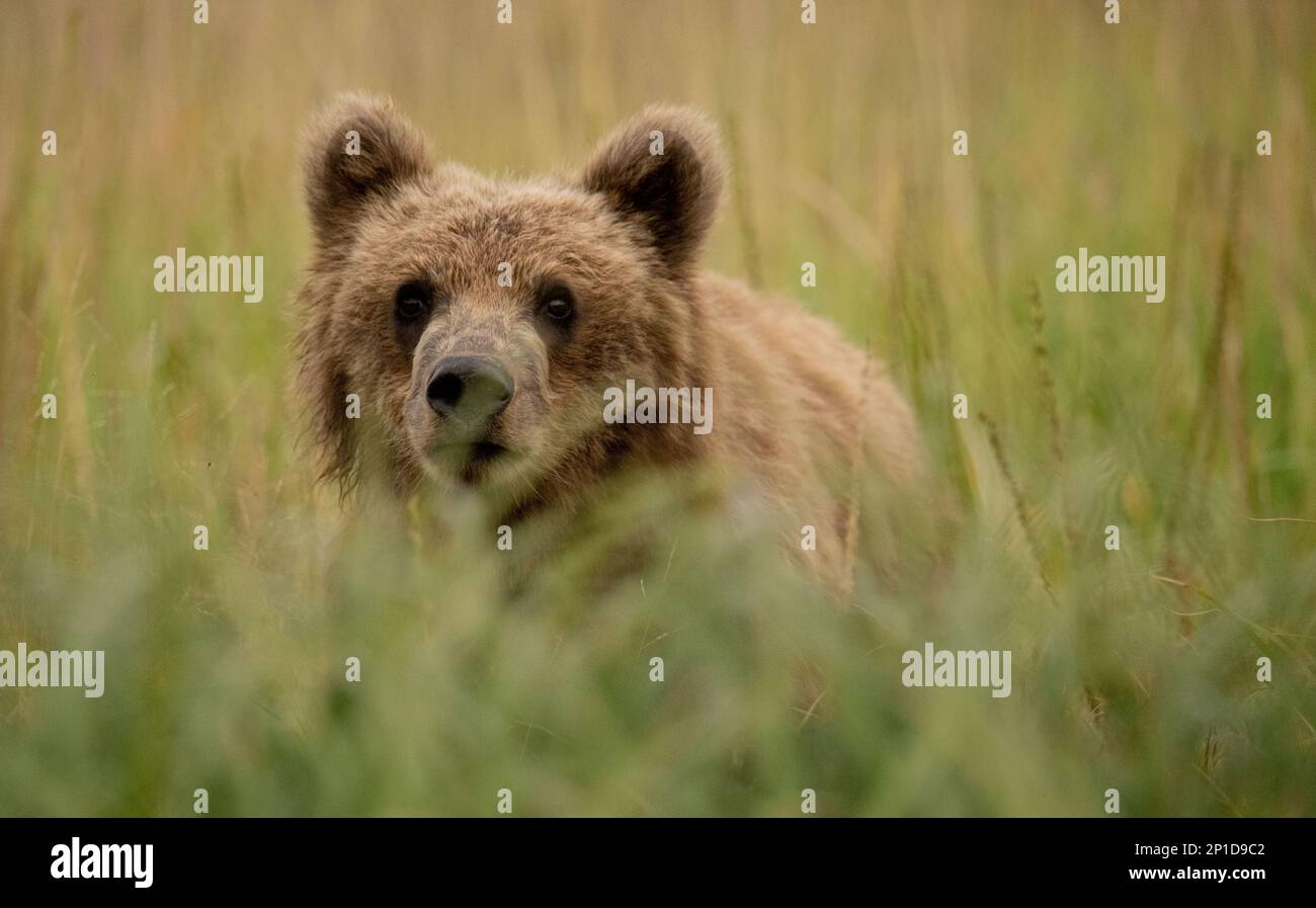 Zwei Jahre altes Bärenjunges schaute auf seltsame Weise durch das Sedge Gras auf der Wiese, um zu sehen, was los ist. Neugierige Bären zu beobachten macht Spaß. Stockfoto