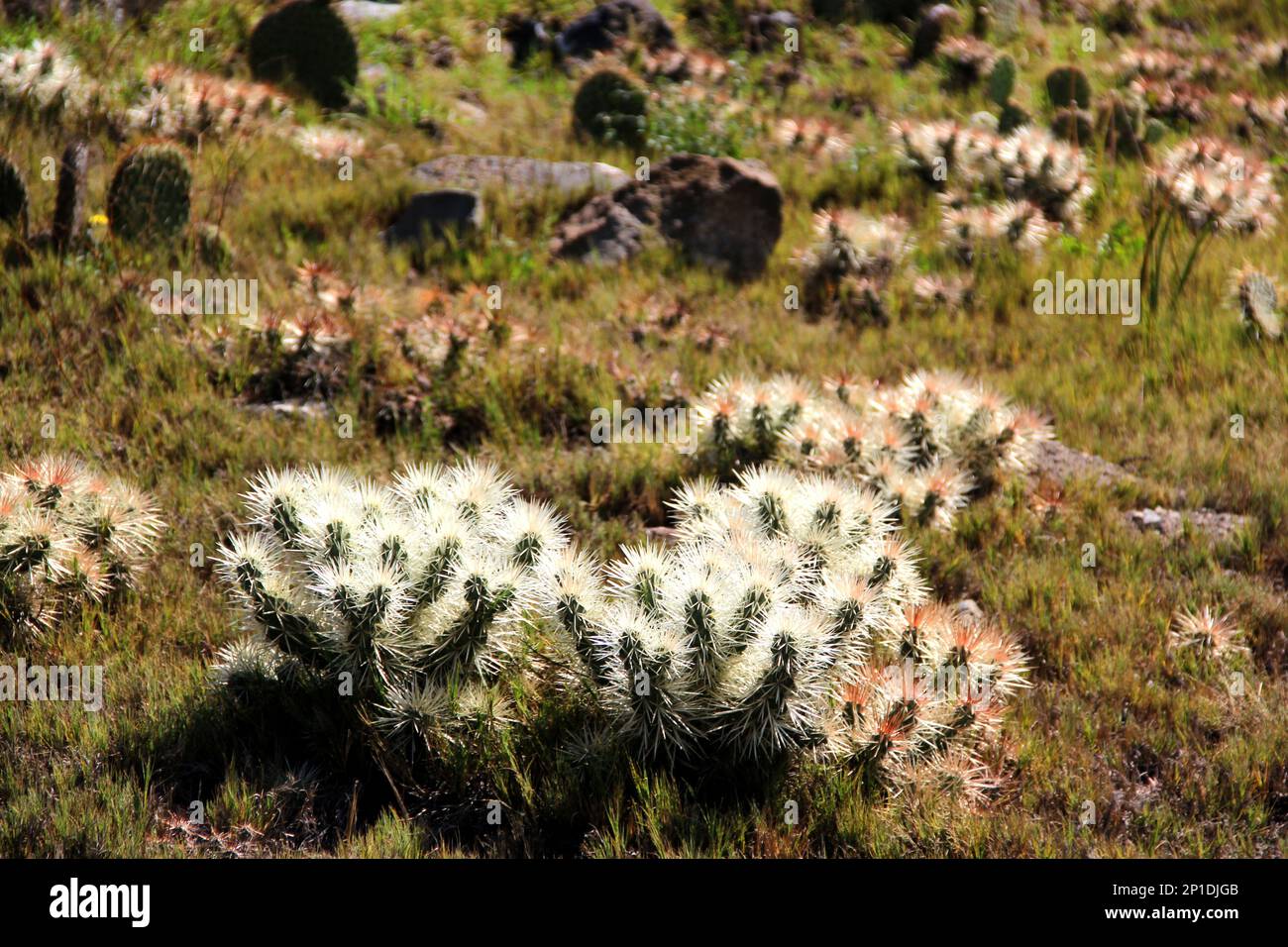 Blick auf die Vegetation des Wüstenökosystems mit Nopalen, Kakteen und Kakteen mit Dornen Stockfoto