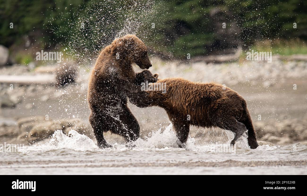 Die Braunbären an der Küste spielen im Wasser und machen eine Pause vom Angeln während des Lachs-Vergnügens. Stockfoto
