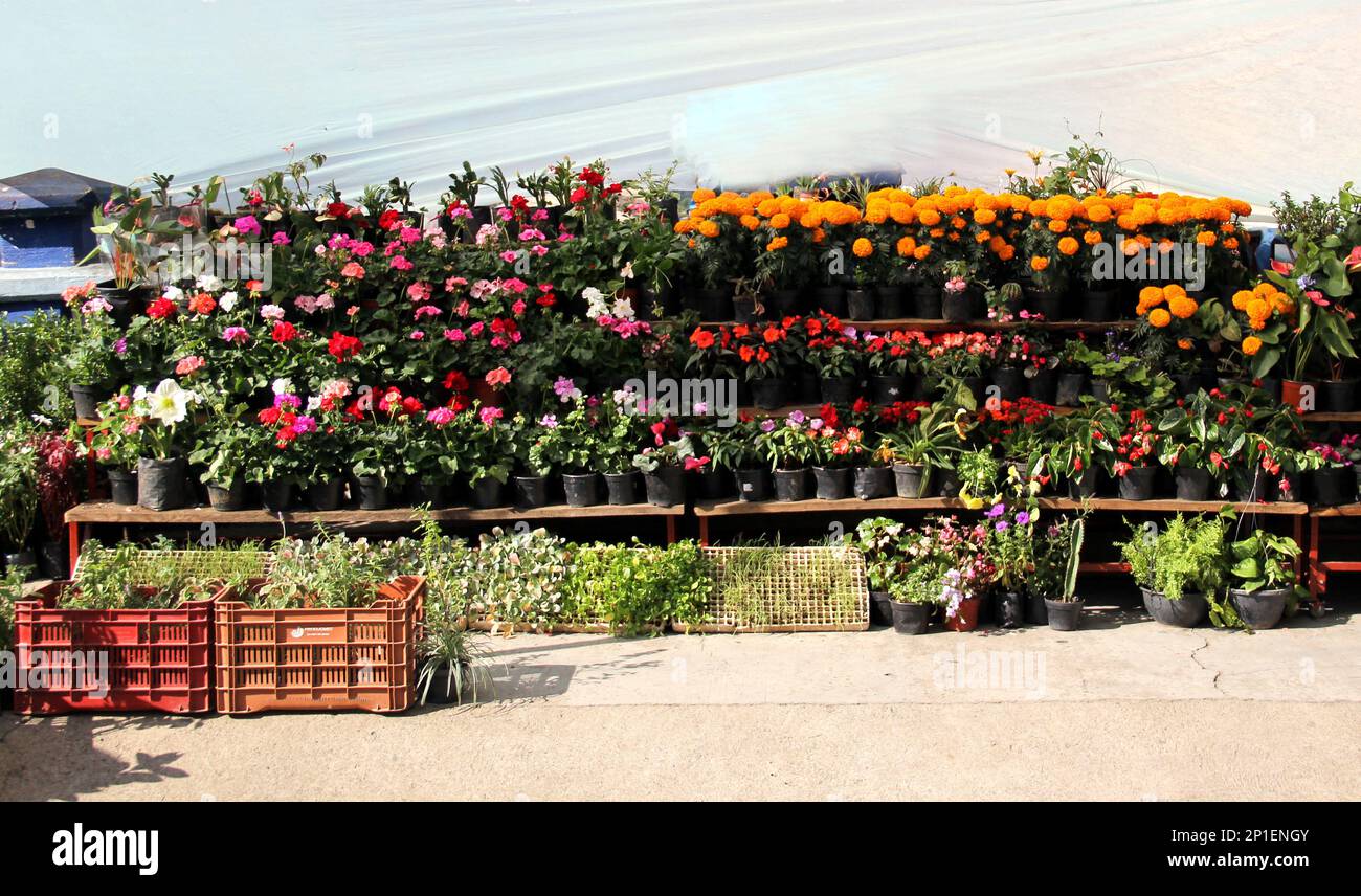 Blumenstand in vielen Farben auf der Straße, verkauft Orangen-Cempasuchil-Blume für den Tag der Toten in Mexiko Stockfoto