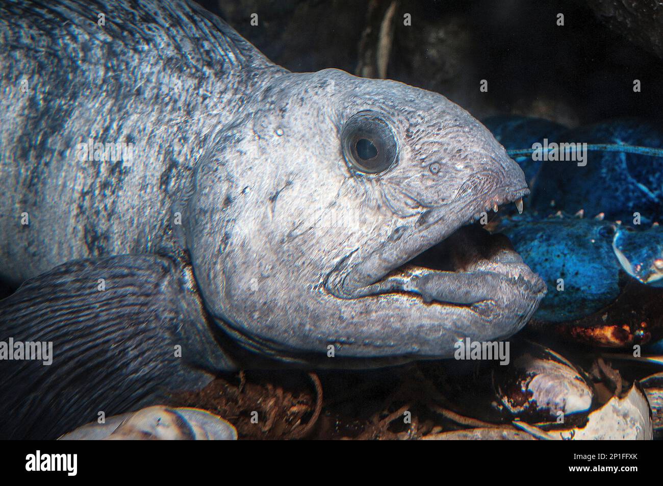 Atlantikwolffisch, mit mittelgroßem Schuss nach rechts Stockfoto