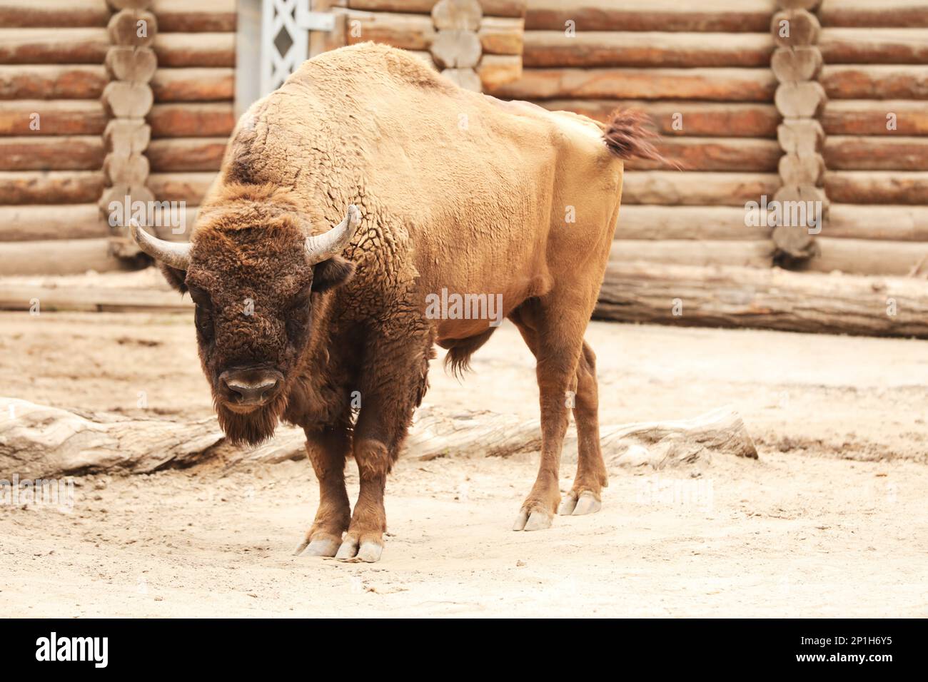 Amerikanische Bisons im Zoo. Wildes Tier Stockfoto