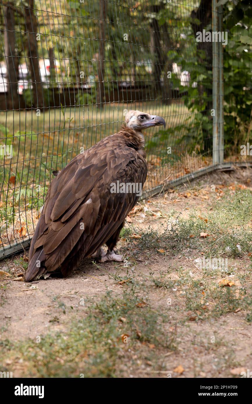 Wunderschöner eurasischer Greifgeier im Zoobereich Stockfoto