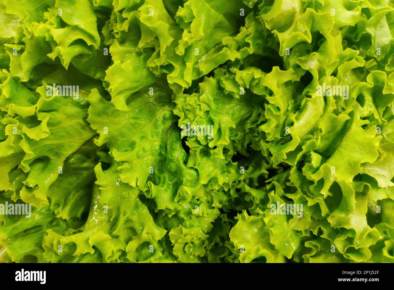 Vollformat-Nahaufnahme eines Stapels Salate auf einem Marktstand. Stockfoto