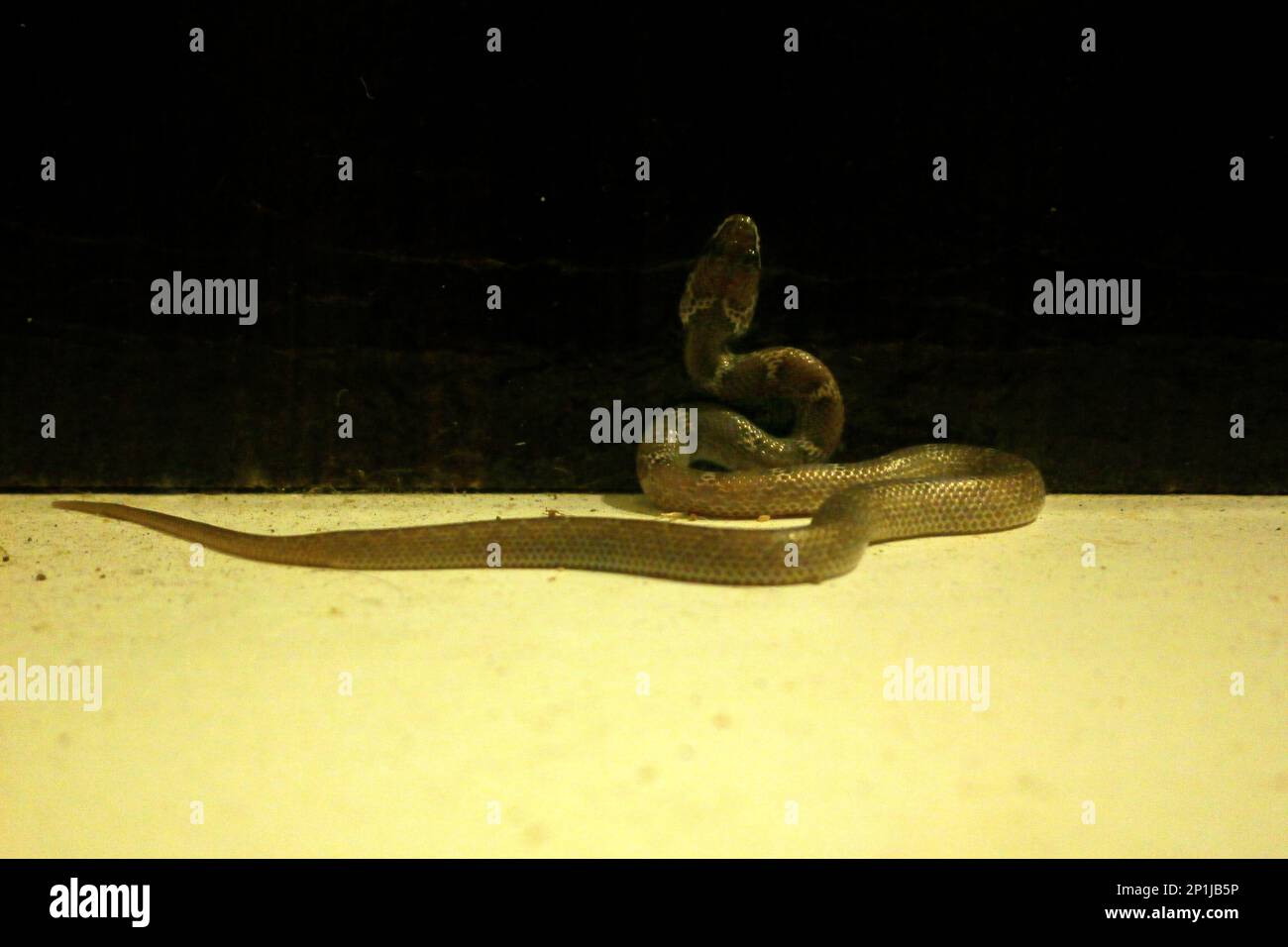 Lycodon aulicus, gemeinhin als indische Wolfsschlange bekannt, ist eine Art nicht giftiger Schlangen, die in Südasien und Südostasien zu finden ist. Frühe Naturforscher Stockfoto