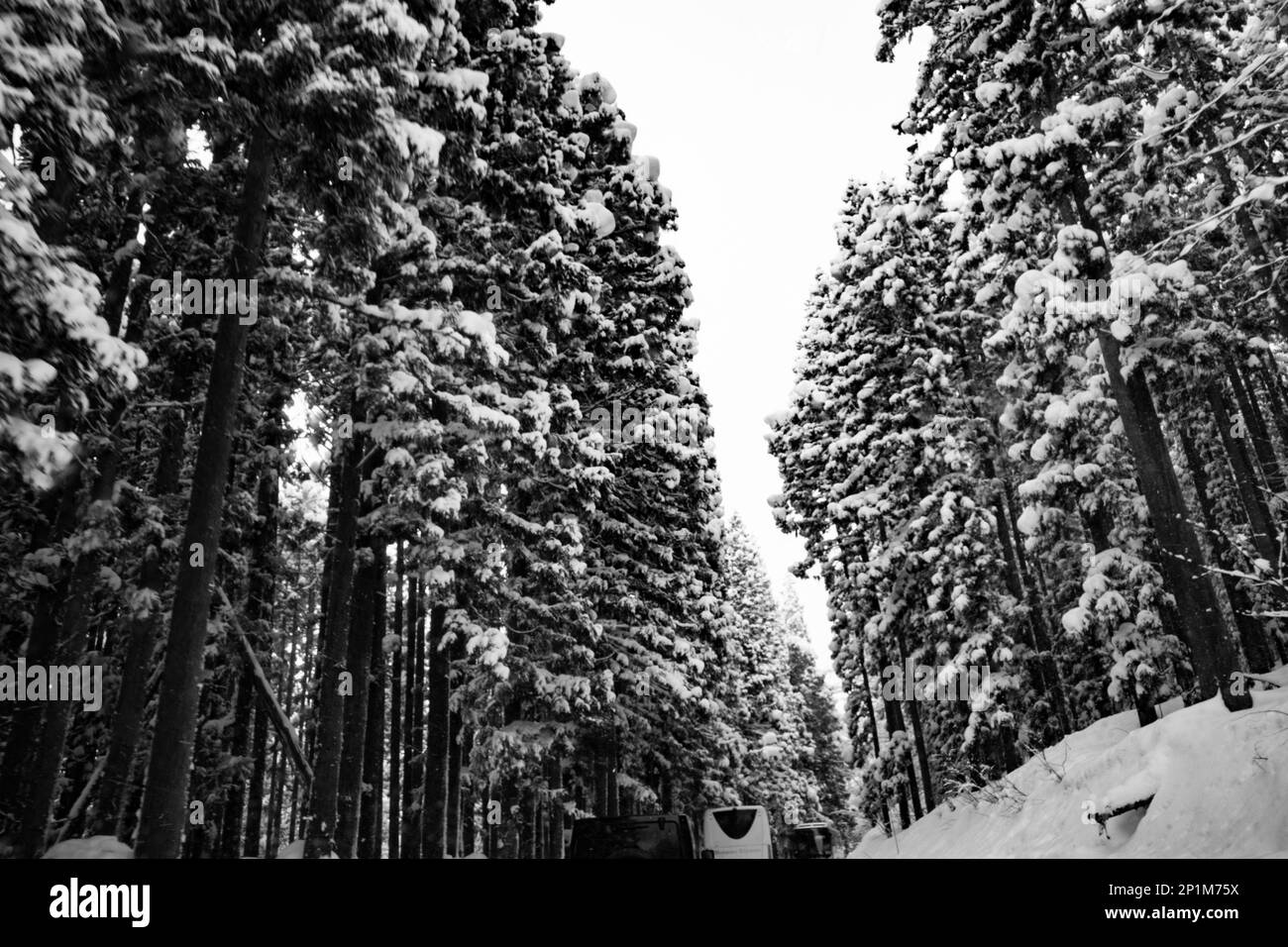 Yamanouchi, Präfektur Nagano, Japan. 15. Februar 2023. Schneesturmwetter haben auf dem Bergpass zum Ryuoo Ski Park auf Shiga Kogen in der Nähe des Mount Yakebitai eine Winterwunderlandschaft ausgelöst. Die Präfektur Nagano war Austragungsort der Olympischen Winterspiele 1998 und führte Snowboarden in die Welt als olympische Sportart ein. Die Gegend ist sowohl bei japanischen Skifahrern als auch bei internationalen Snowboardern wegen der Qualität des Pulverschnee und der unberührten Skibedingungen im Hinterland beliebt. (Kreditbild: © Taidgh Barron/ZUMA Press Wire) NUR REDAKTIONELLE VERWENDUNG! Nicht für den kommerziellen GEBRAUCH! Stockfoto