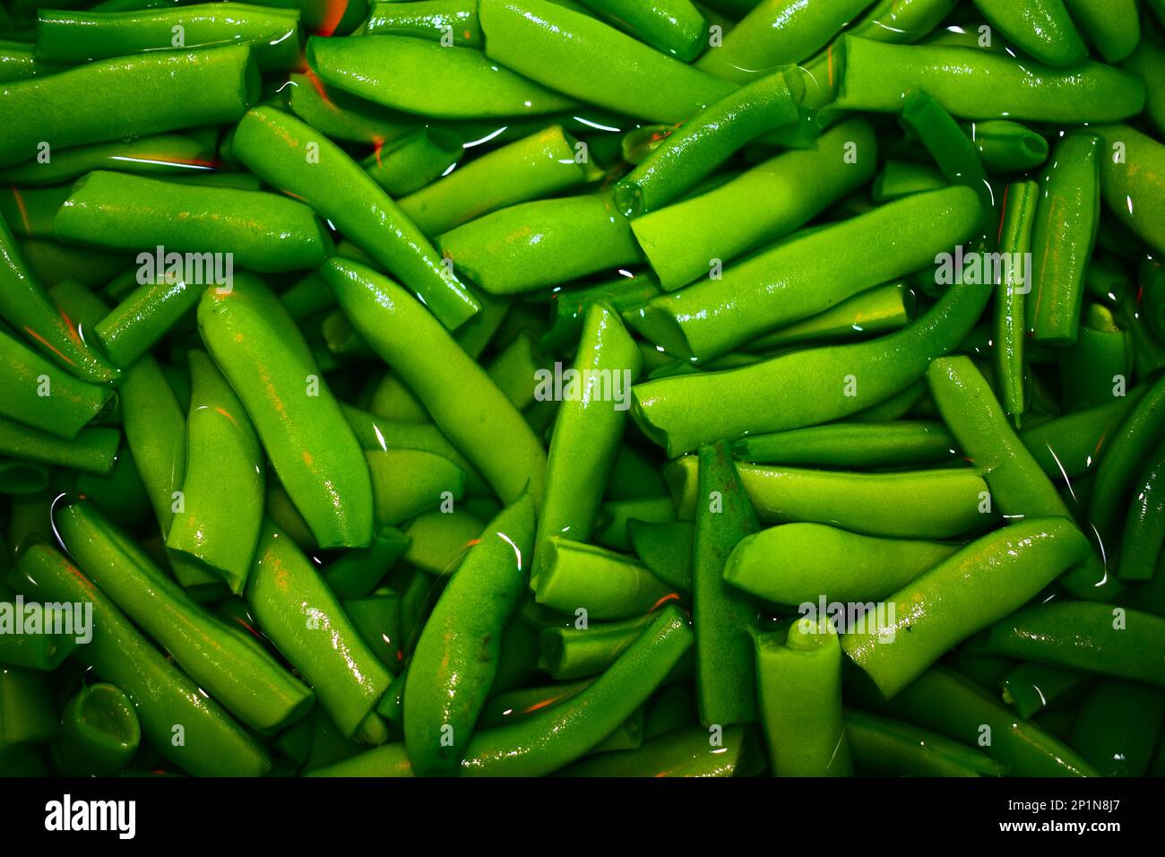 Grüne Bohnen, die in einem Garten im ländlichen Missouri, MO, USA, USA, USA, Gerissen, gereinigt und fertig zum Kochen oder Konservieren. Wird in lebendigen Farben angezeigt. Stockfoto