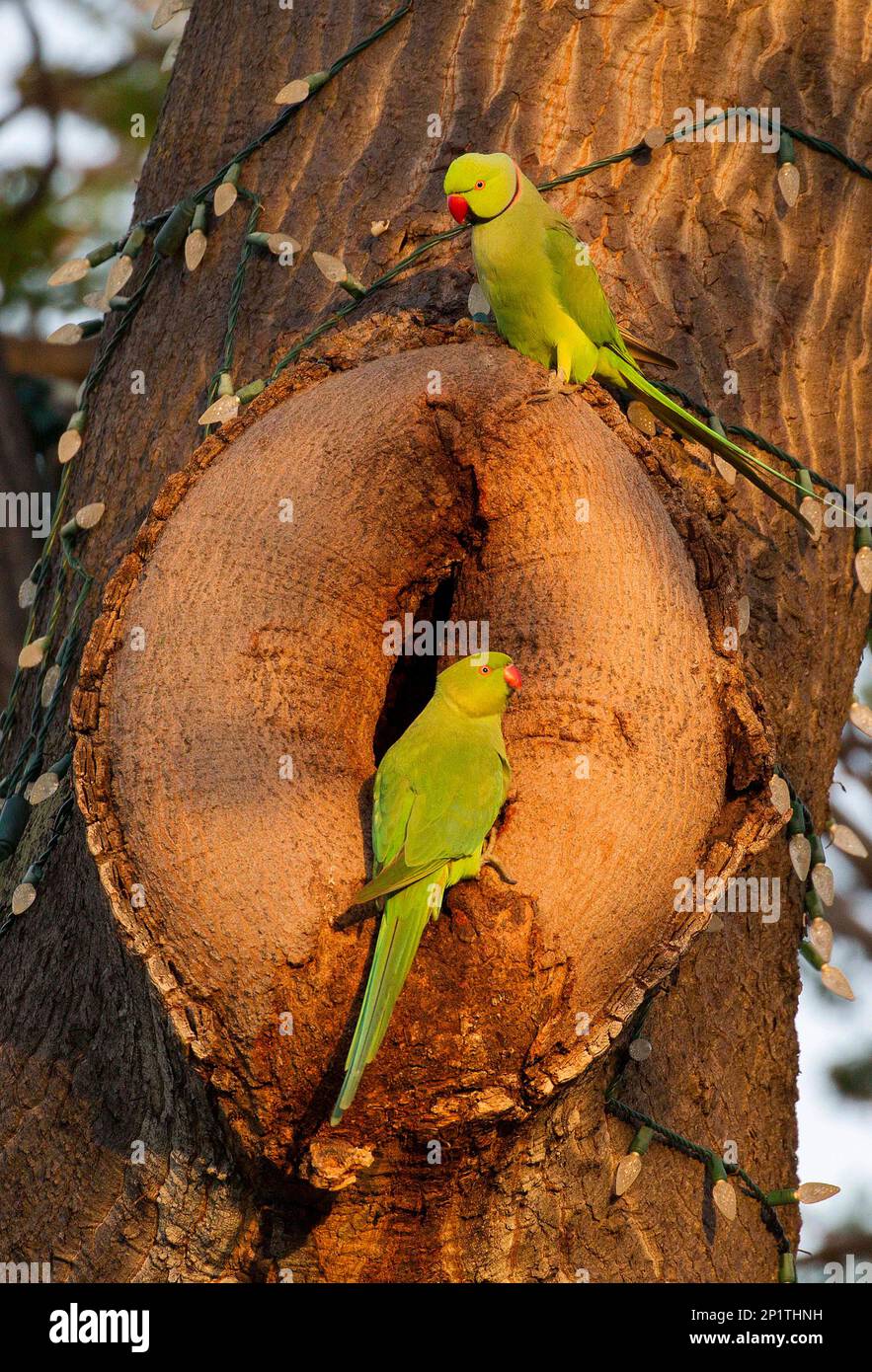 ADVANCE FOR WEEKEND RELEASE JAN. 1617 AND THEREAFTER In this Dec. 30