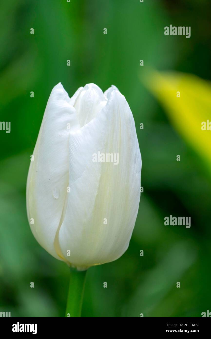 Weißer Tulpenbecher Stockfoto