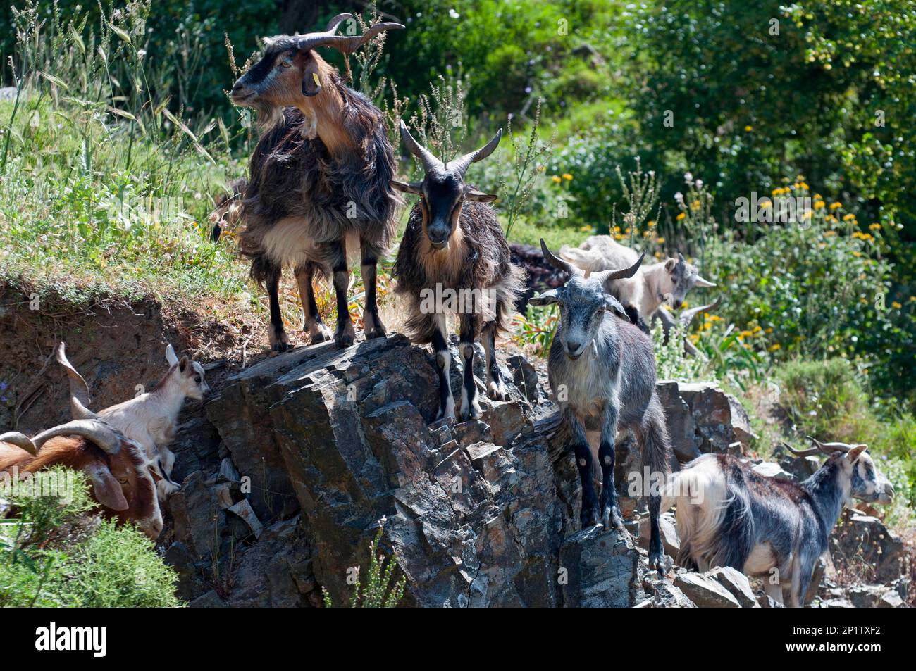 Ziegen, Laconia, Peloponnes, Griechenland Stockfoto