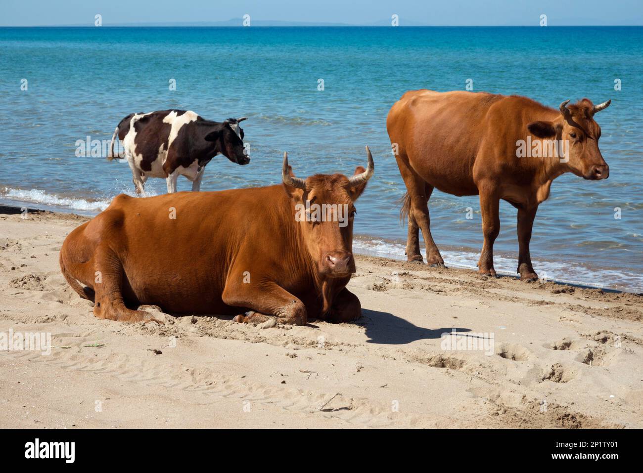 Kühe am Strand, nahe Kalogria, Achaia, Peloponnes, Griechenland, Käse Stockfoto