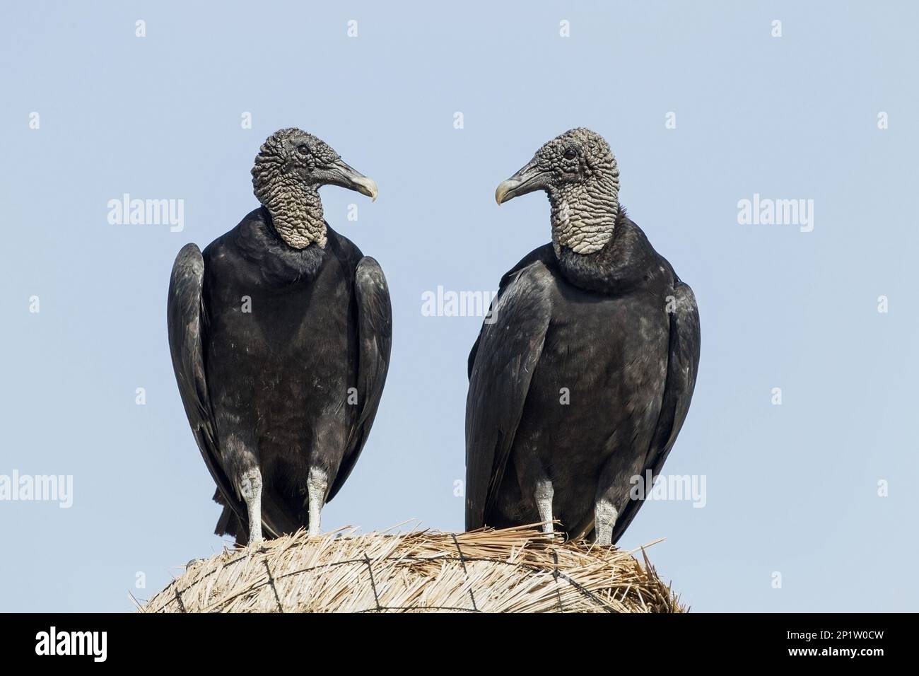 American Black Vulture (Coragyps atratus) zwei Erwachsene, zusammen stehend, Cozumel, Quintana Roo, Yucatan-Halbinsel, Mexiko Stockfoto