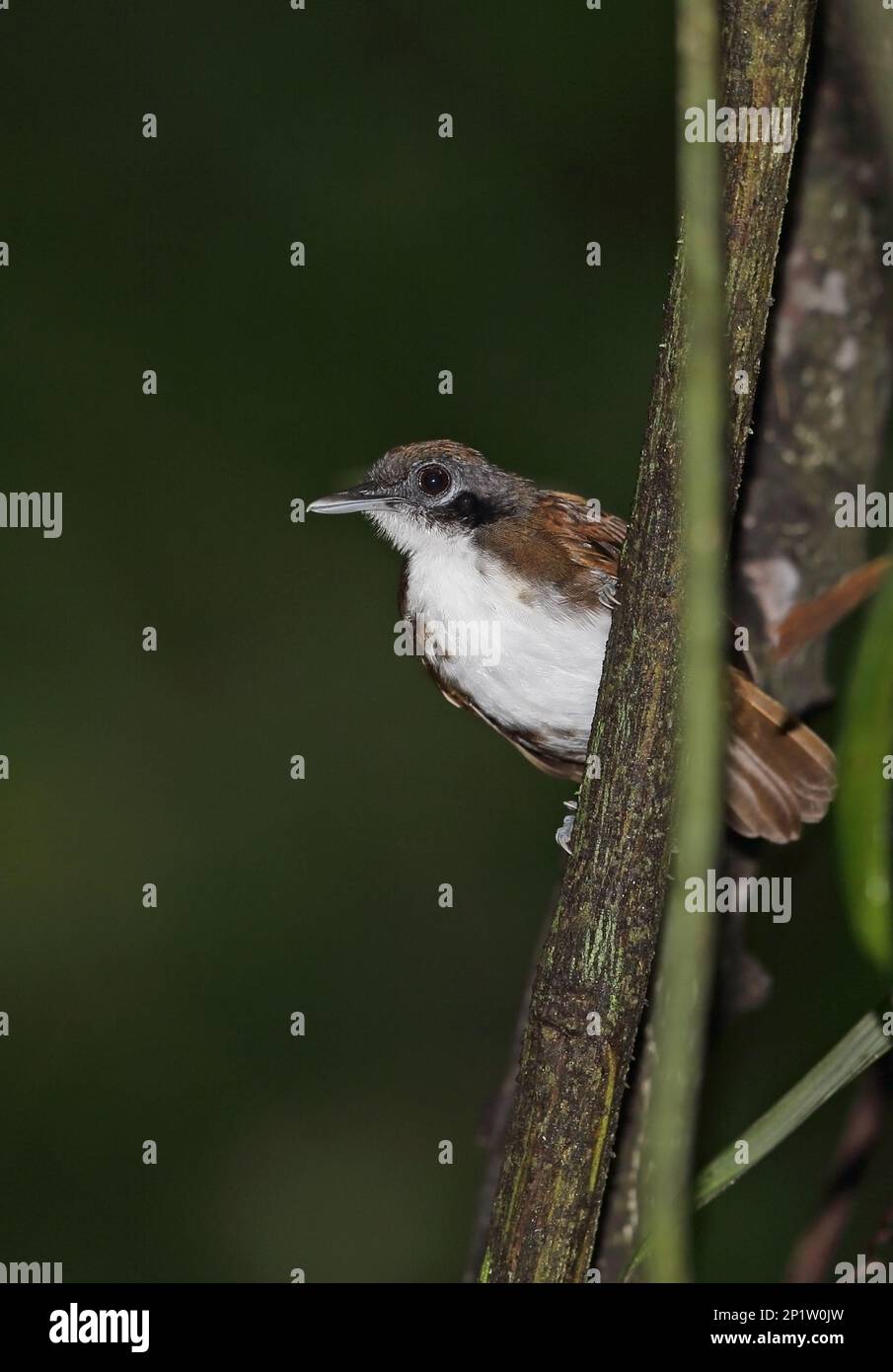 Zweifarbiger Antbird (Gymnopithys leucaspis bicolor), Erwachsener, hoch oben auf einem Ast, Pipeline Road, Panama Stockfoto