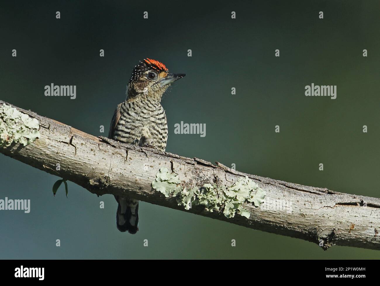 Weißer Specht (Picumnus cirratus cirratus), männlich, auf einem Ast sitzend, Atlantischer Regenwald, Reserva Ecologica de Guapi Assu Stockfoto