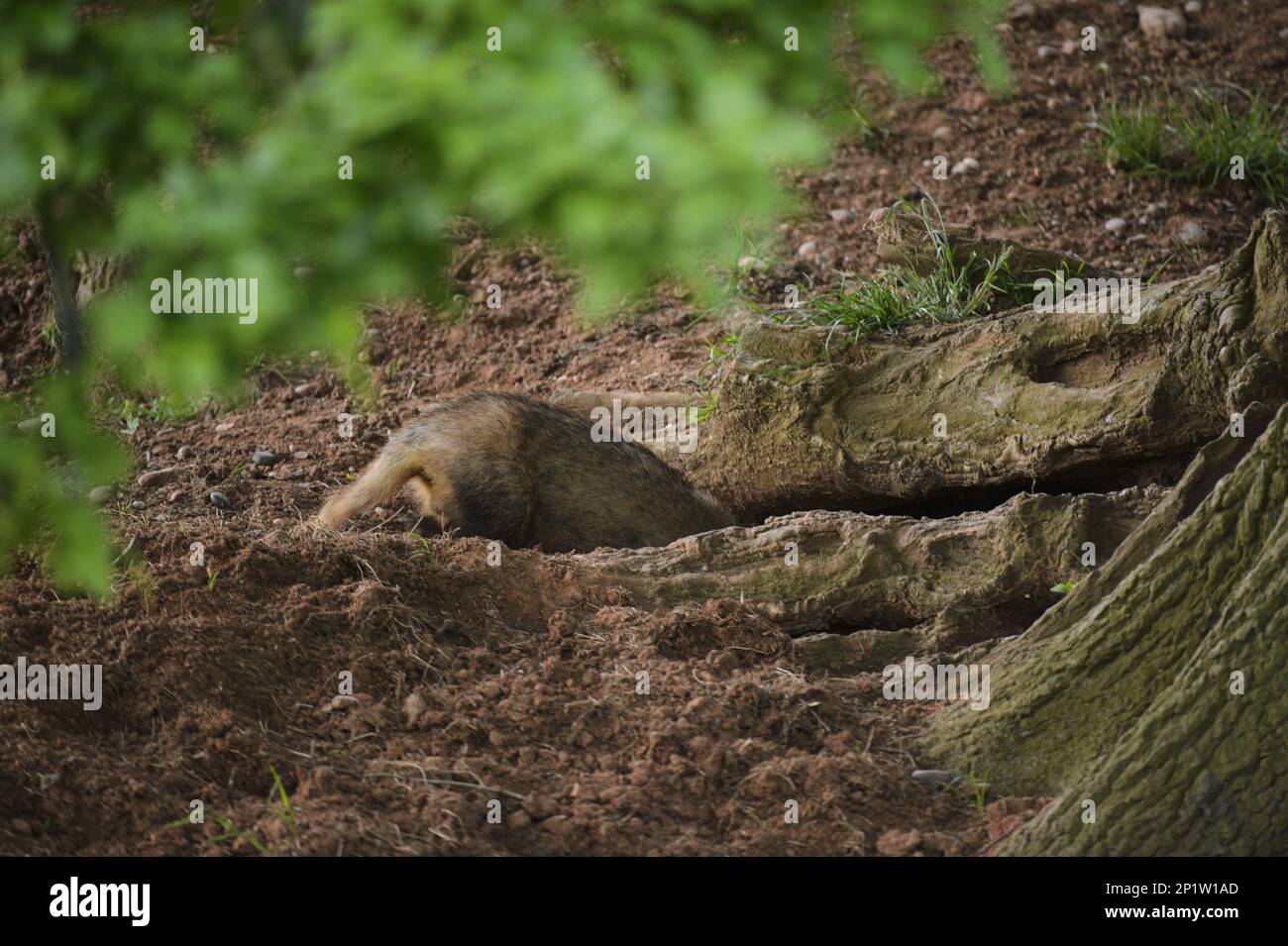 Eurasischer Badger (Meles meles), Erwachsener, betreten von sett Entrance, Staffordshire, England, Großbritannien Stockfoto