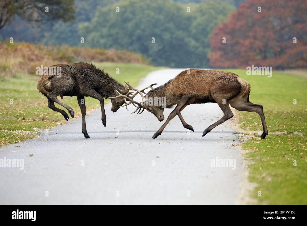 Rotwild (Cervus elaphus) zwei ausgewachsene Stags, die während der Rutsche auf der Straße in einer Parklandschaft kämpfen, Richmond Park, London, England, Vereinigtes Königreich Stockfoto