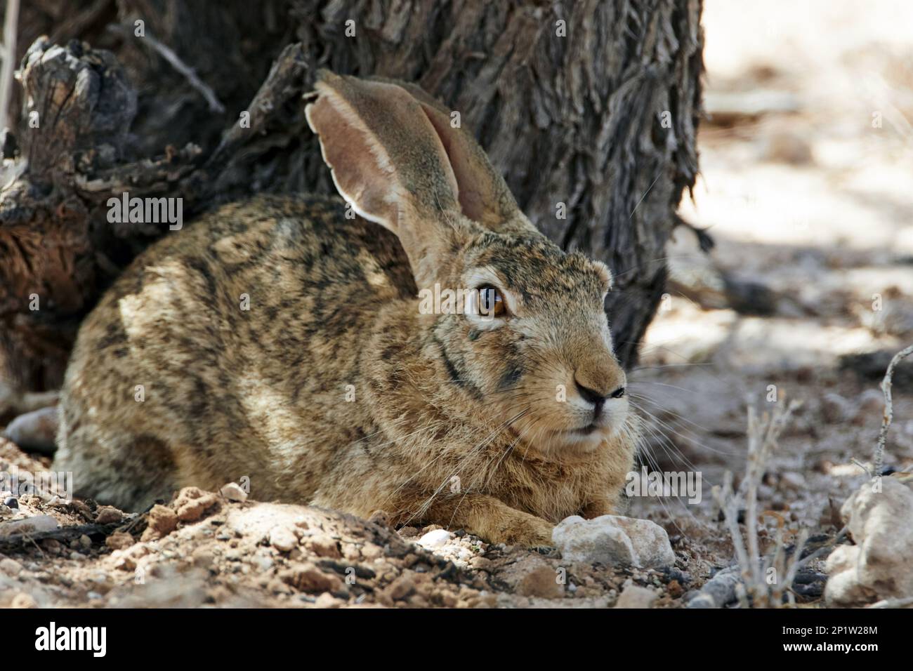 Kap-Hasen, Kap-Hasen, Wüstenhasen, Kap-Hasen (Lepus capensis), Hasen, Nagetiere, Säugetiere, Tiere, Cape Hare Erwachsener, ruht im Schatten eines Baumes Stockfoto