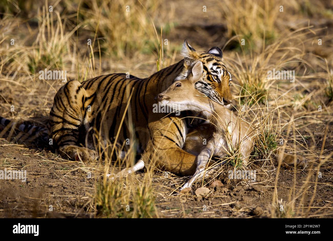 Indian Tiger (Panthera tigris tigris), Erwachsener, mit Spotted Deer (Axis Axis Axis) kill, Ranthambore N.P., Sawai Madhopur, Rajasthan, Indien Stockfoto