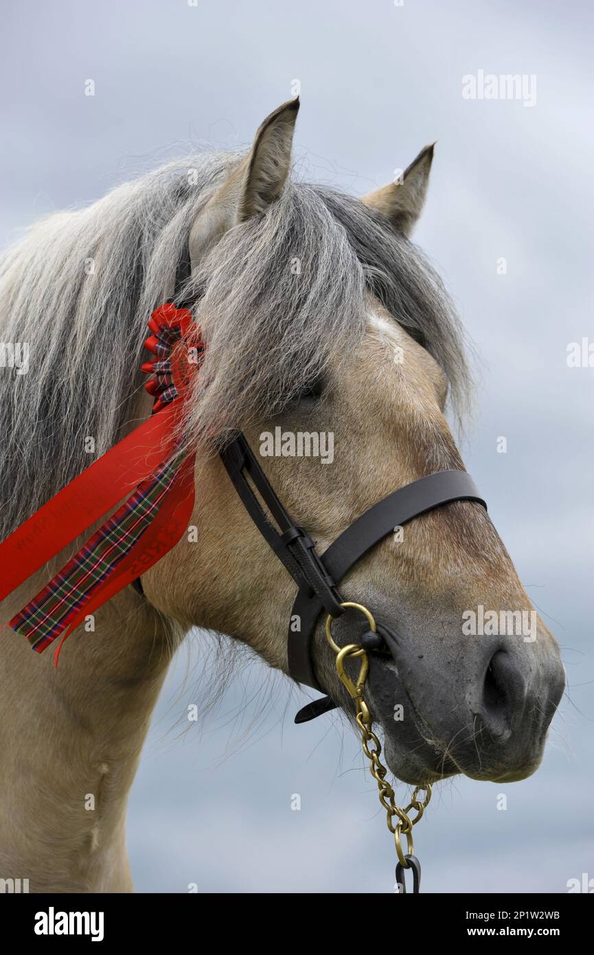 Hochlandpony, Haustiere, Huftiere, Nutztiere, ungerade Zehenkühe, Säugetiere, Tiere, Hauspferde, Ponys, Pferde, Highland-Pony, Erwachsener Stockfoto