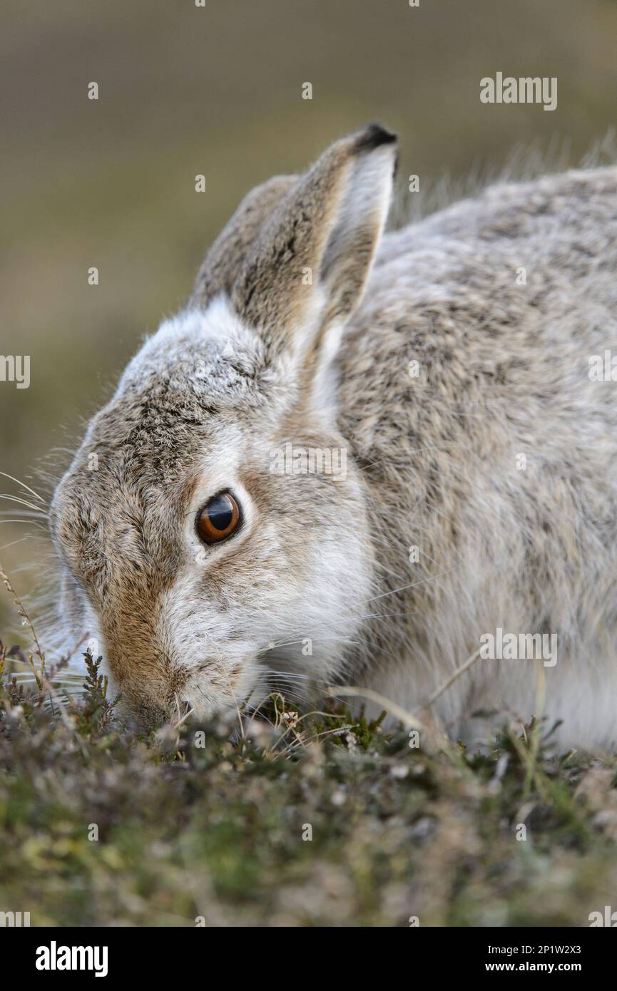 Berghasen (Lepus timidus), Erwachsener, im Übergang von Winter- zu Sommermantel, Nahaufnahme des Kopfes, Fütterung von Heidekraut, Grampian Mountains, Highlands Stockfoto