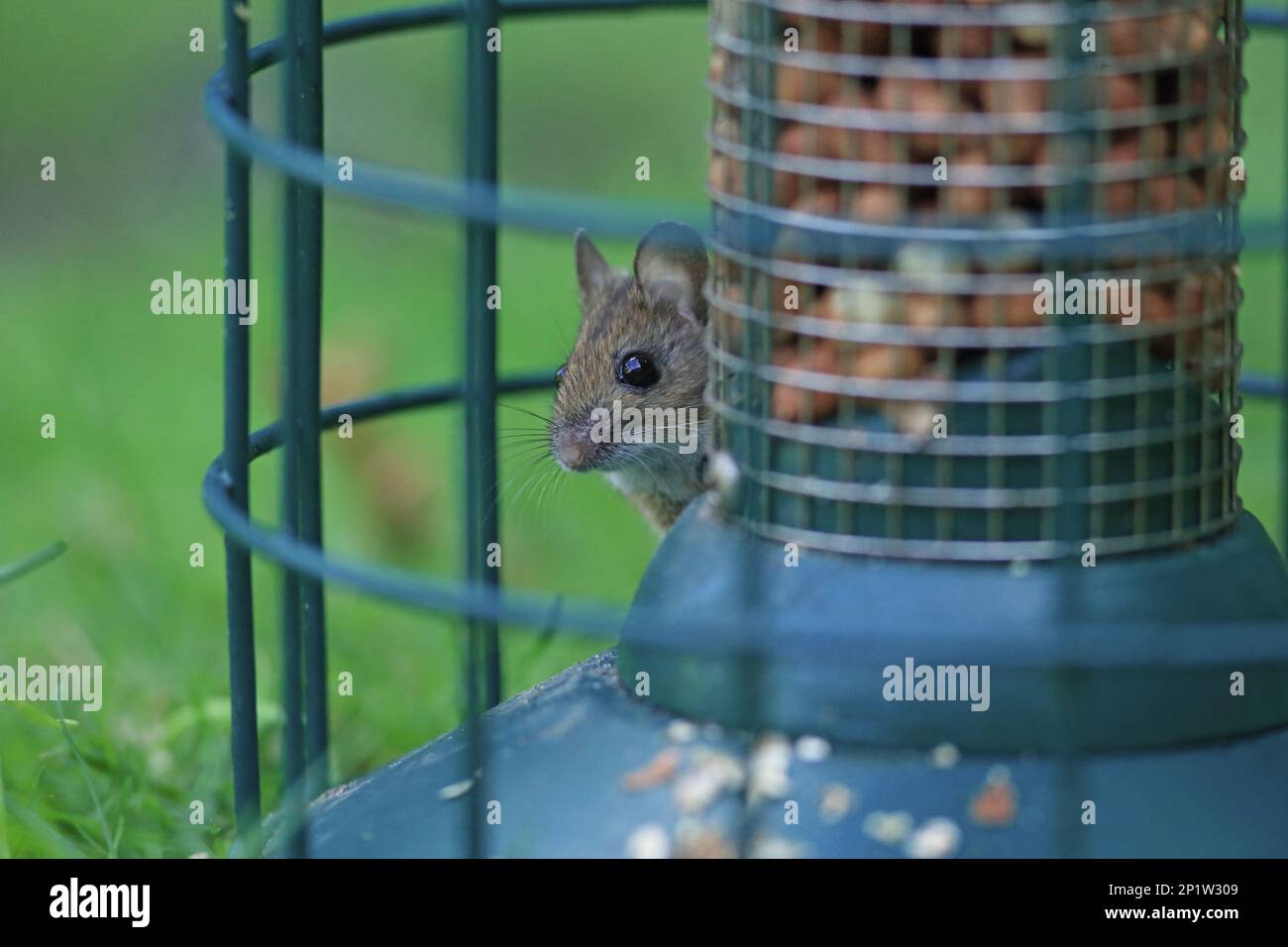 Wood Mouse (Apodemus sylvaticus), Erwachsene, Fütterung von Erdnüssen aus Vogelfuttermitteln, Norfolk, England, Vereinigtes Königreich Stockfoto