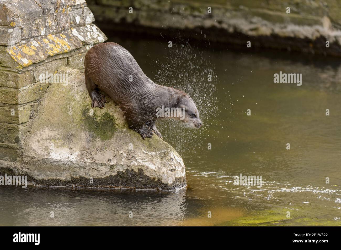 Europäischer Otter (Lutra lutra) männlich, schüttelnd Wasser vom Mantel, stehend auf einer Brücke im Stadtzentrum, River Thet, Thetford, Norfolk, England, Vereint Stockfoto