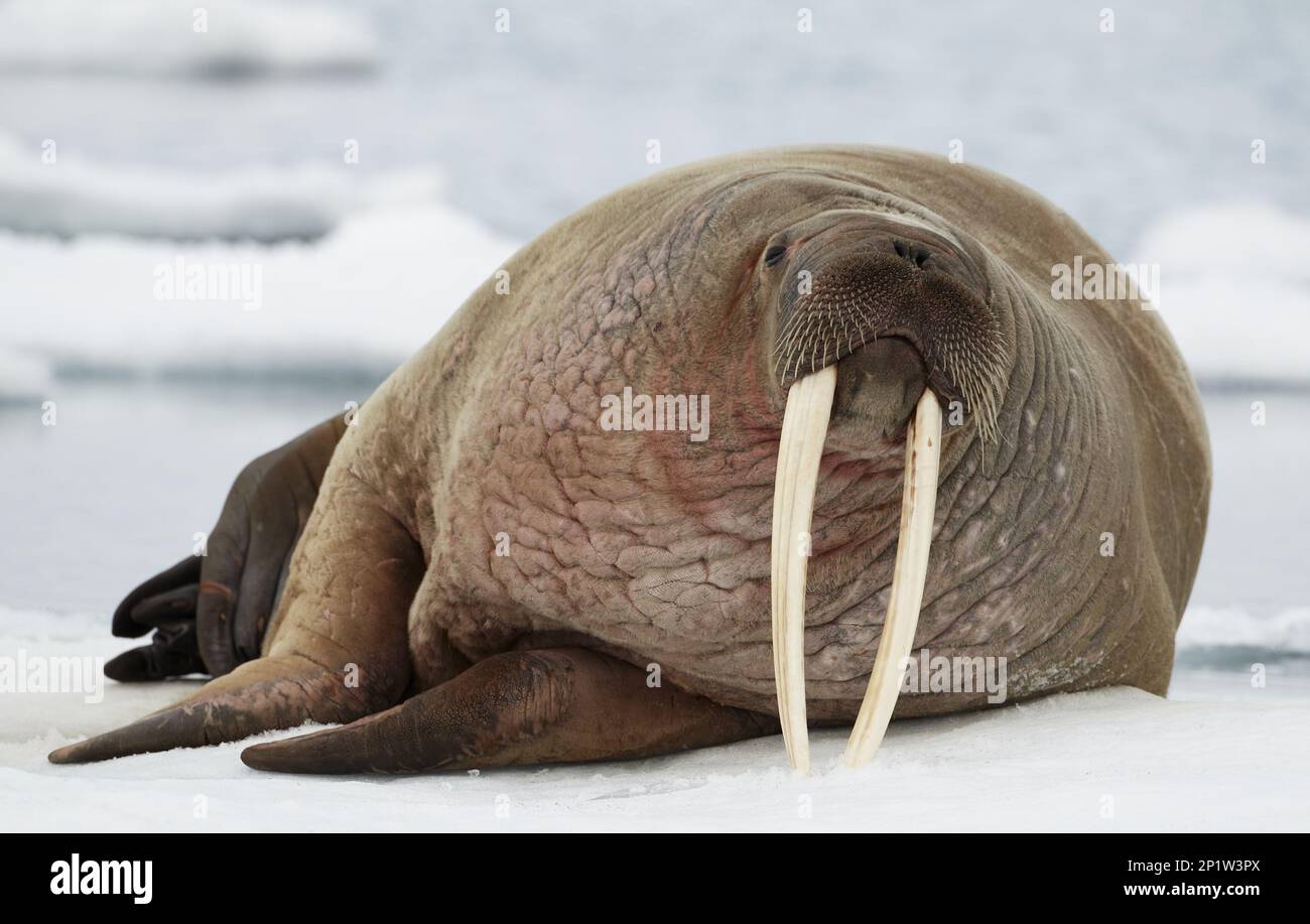 Walrosse, Walrosse, Meeressäuger, Raubtiere, Robben, Säugetiere, Tiere, Atlantischer Walross (Odobenus rosmarus rosmarus), ausgewachsen, ruhen Stockfoto