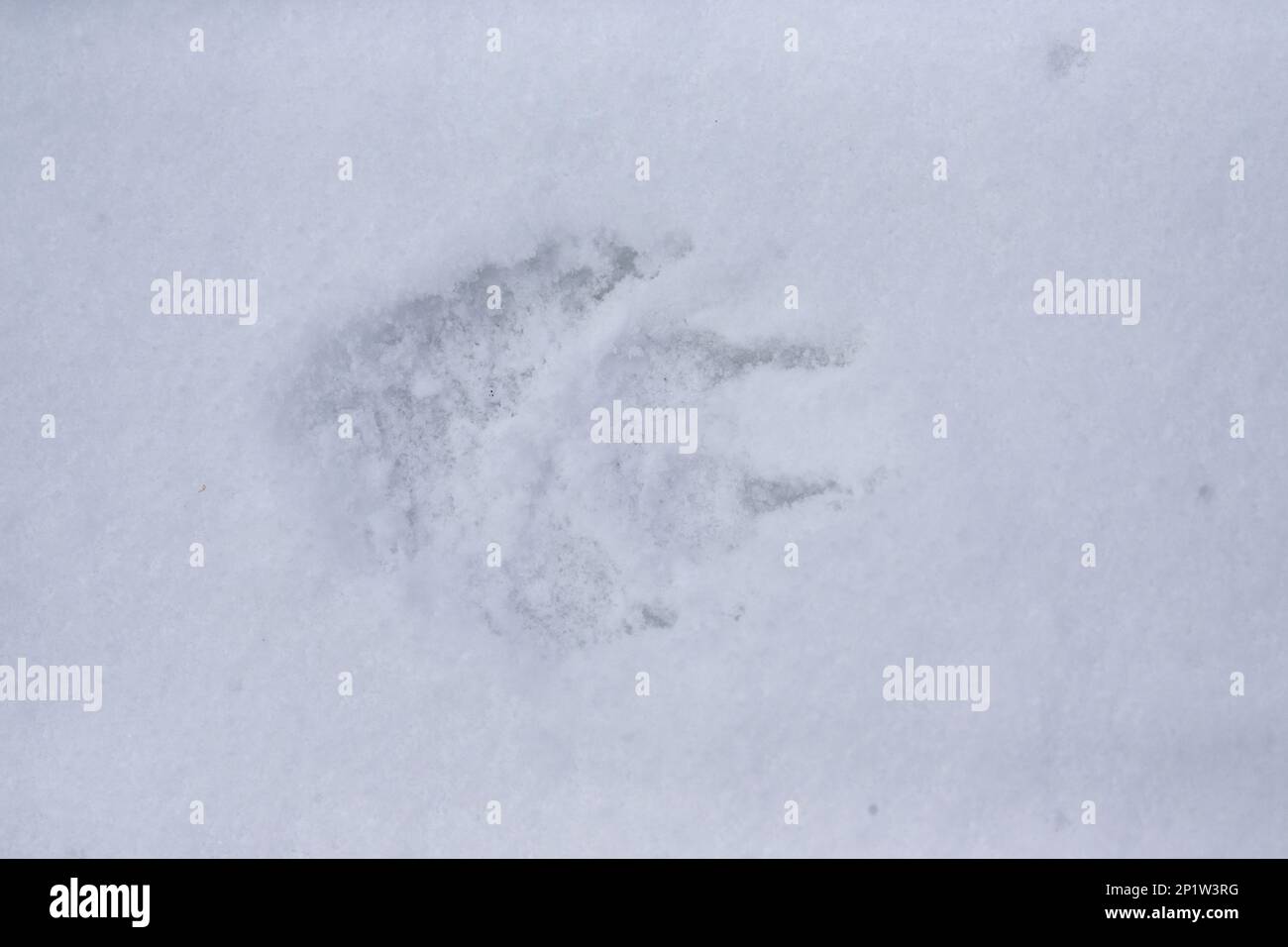 Wolf, graue Wölfe (Canis lupus), hundeähnliche, Raubtiere, Säugetiere, Tiere, Grey Wolf Footprint on Snow, Montana, USA Februar (Captive) Stockfoto