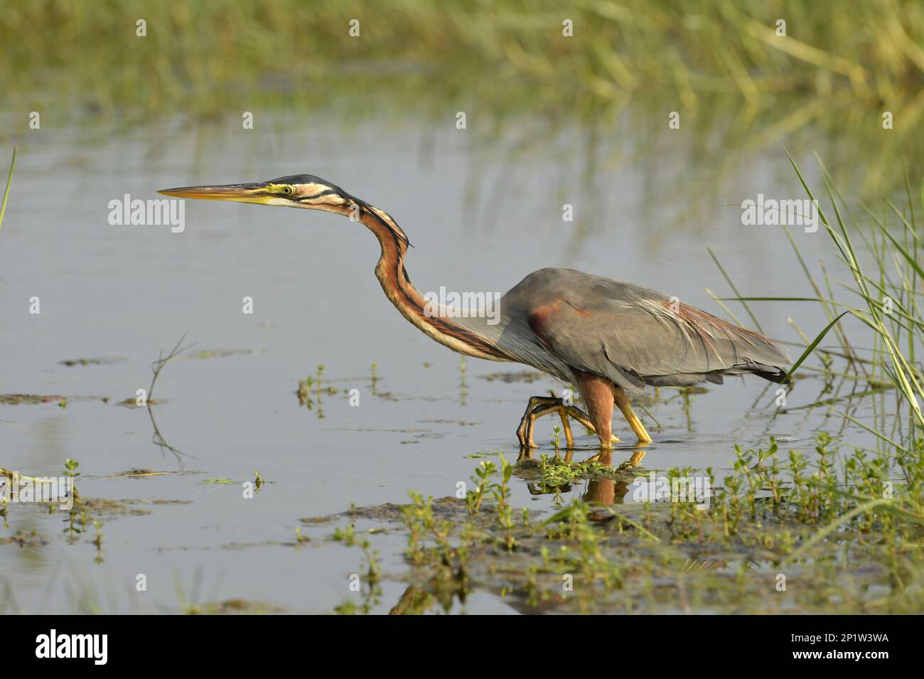 Purple Heron (Ardea purpurea), Erwachsener, Walking in Water, Bundala N.P., Sri Lanka Stockfoto